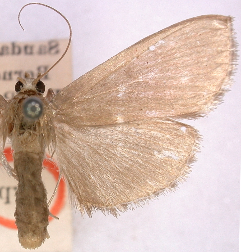 Glauconoe leucocepsalis Hampson